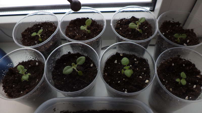 Reasons why basil grows poorly and what to do about it