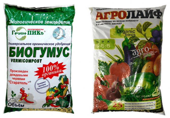 Reasons why basil grows poorly and what to do about it