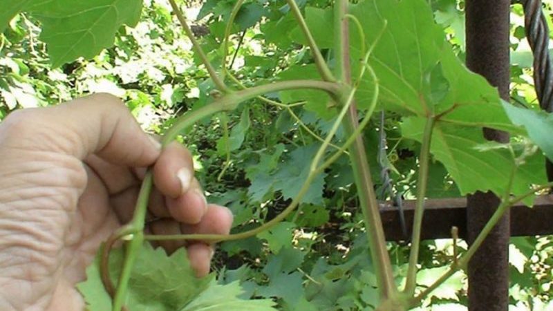 August Grape Care Guide & Tips from Experienced Winegrowers