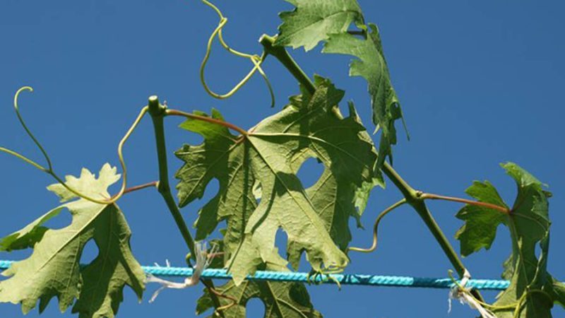 How to properly care for grapes in July: what to do, tips for novice winegrowers