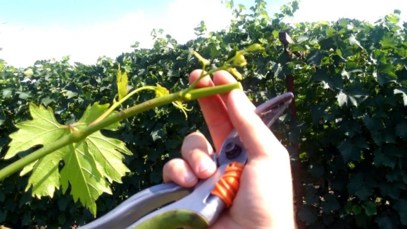 Is it possible to accelerate the ripening of grapes in August and how to do it