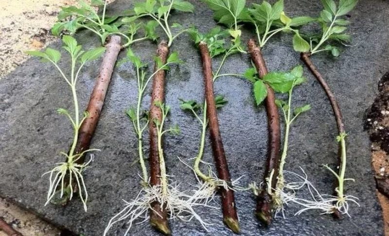 Instructions for breeding raspberries in summer by cuttings for beginner gardeners