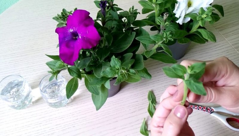 Growing ampelous petunias and care: pinching for a gorgeous lush flowering