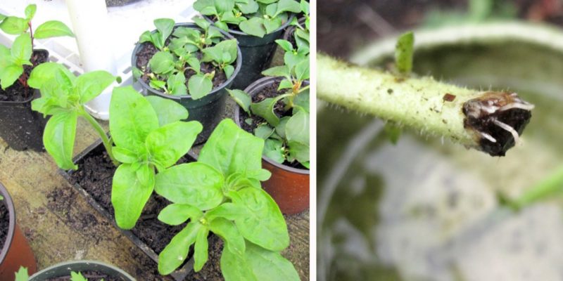 Growing ampelous petunias and care: pinching for a gorgeous lush flowering