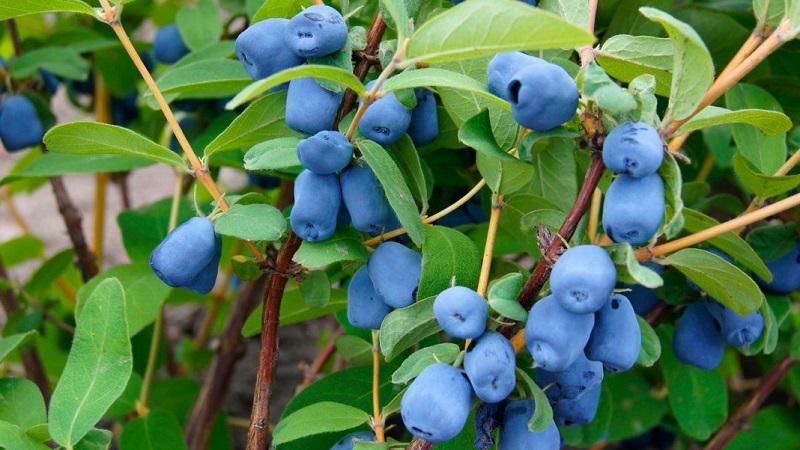 What to do if honeysuckle dries up in the garden and why it might happen