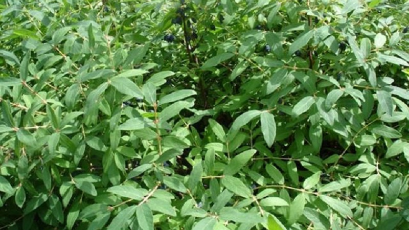 What to do if honeysuckle dries up in the garden and why it might happen