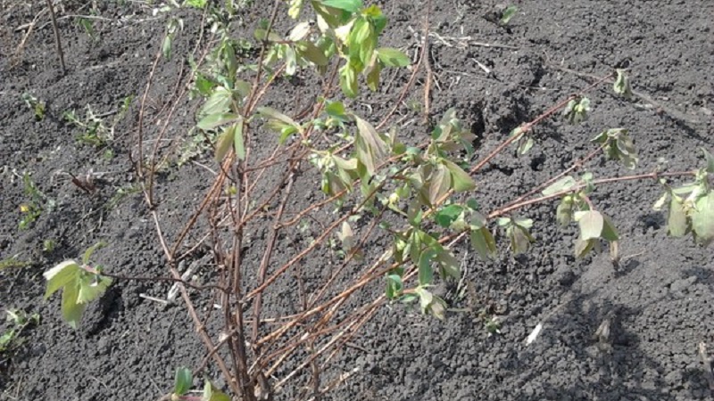 What to do if honeysuckle dries up in the garden and why it might happen