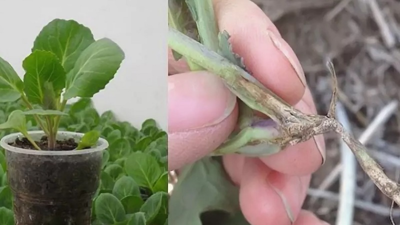 What to do when cabbage rots on the vine