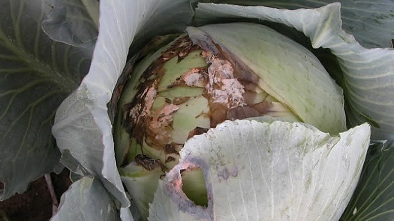 What to do when cabbage rots on the vine