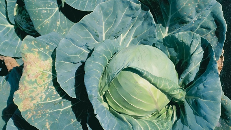 What to do when cabbage rots on the vine