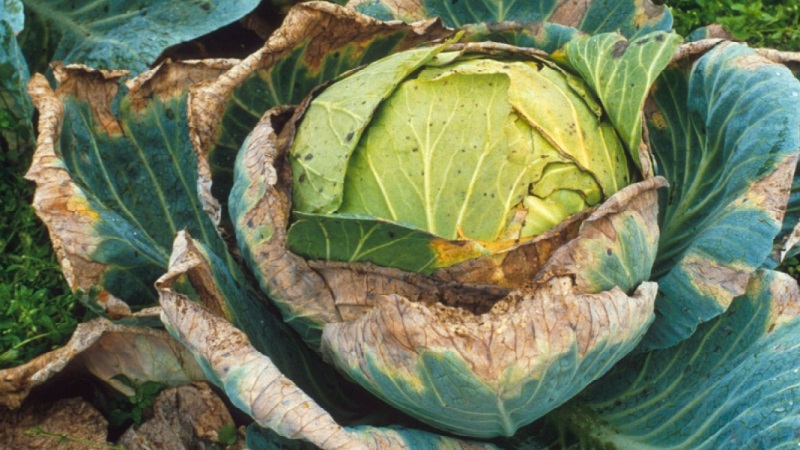 What to do when cabbage rots on the vine