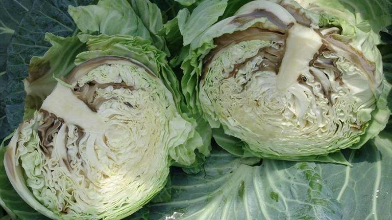 What to do when cabbage rots on the vine