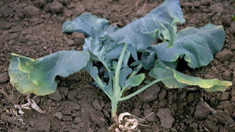 What to do when cabbage rots on the vine
