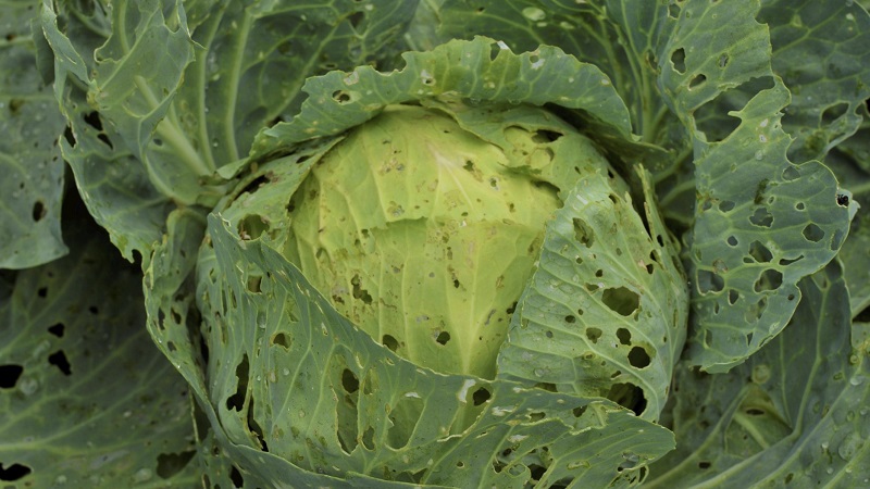 What to do with holes in cabbage leaves