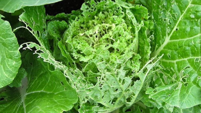 What to do with holes in cabbage leaves