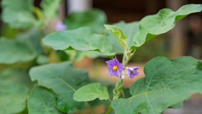 What to do if eggplants are not tied in the open field and why it happens