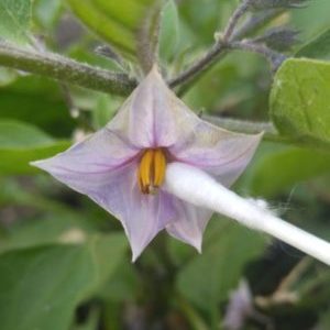 What to do if eggplants are not tied in the open field and why it happens