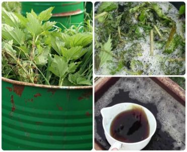 How and what to feed remontant raspberries in July