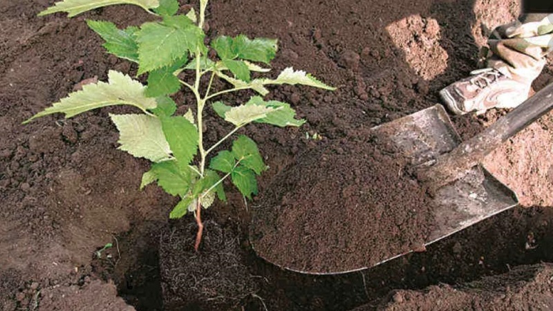 Instructions for the correct planting of raspberries in the summer for beginner gardeners