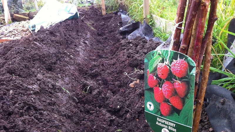 Instructions for the correct planting of raspberries in the summer for beginner gardeners