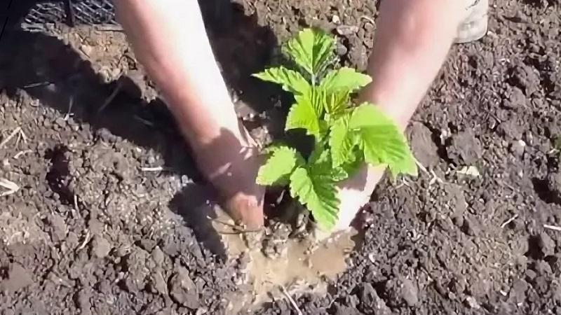 Instructions for the correct planting of raspberries in the summer for beginner gardeners