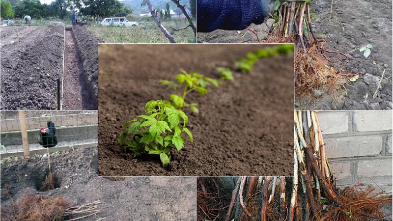 Instructions for the correct planting of raspberries in the summer for beginner gardeners