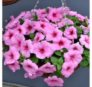 Growing ampelous petunias and care: pinching for a gorgeous lush flowering