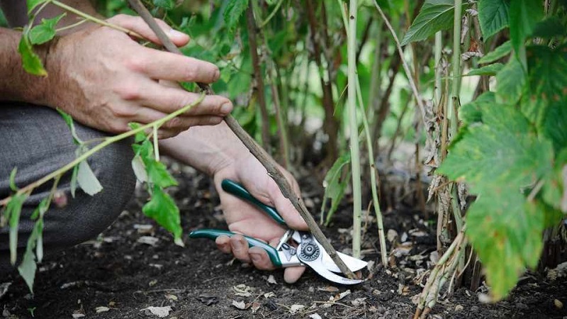 How and when to prune raspberries in the summer after fruiting: instructions for beginner gardeners
