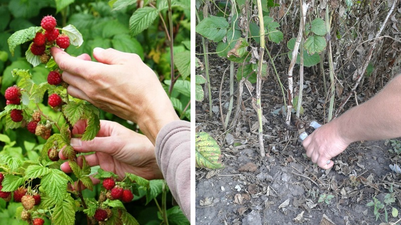 How and when to prune raspberries in the summer after fruiting: instructions for beginner gardeners