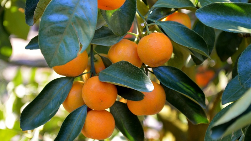 What is the name of the mixture of orange and tangerine, and what other citrus hybrids exist