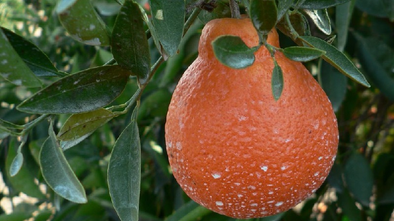 What is the name of the mixture of orange and tangerine, and what other citrus hybrids exist