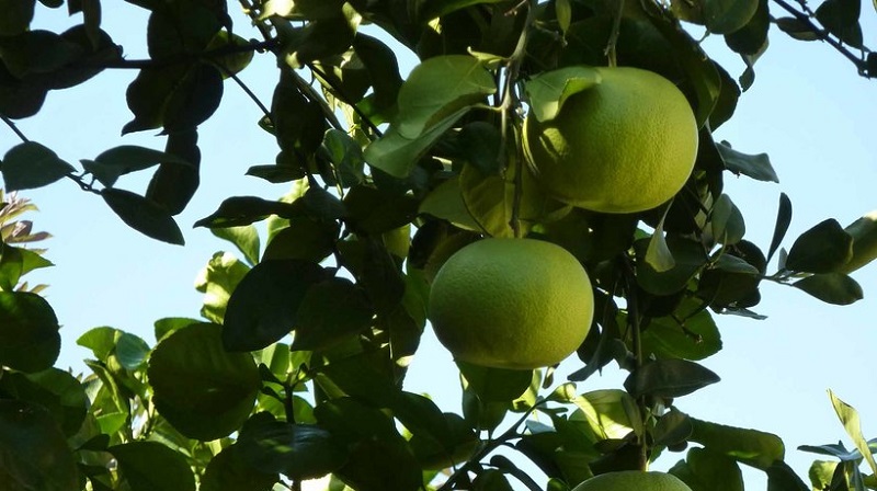 What is the name of the mixture of orange and tangerine, and what other citrus hybrids exist