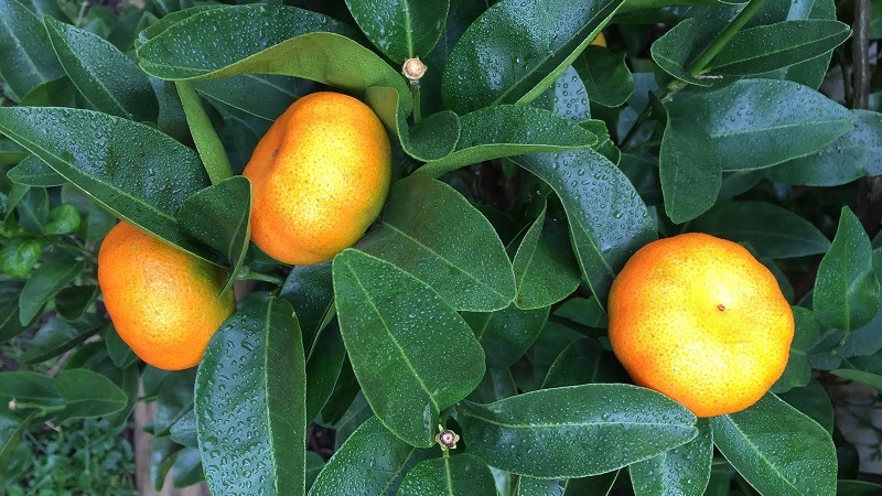 What is the name of the mixture of orange and tangerine, and what other citrus hybrids exist