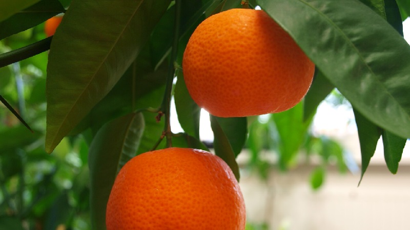 What is the name of the mixture of orange and tangerine, and what other citrus hybrids exist