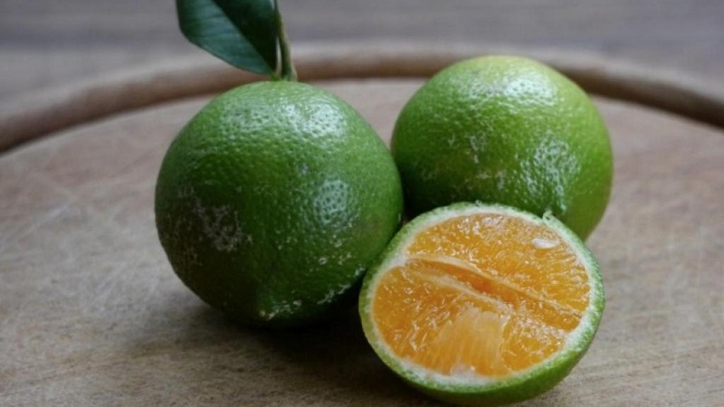 What is the name of the mixture of orange and tangerine, and what other citrus hybrids exist