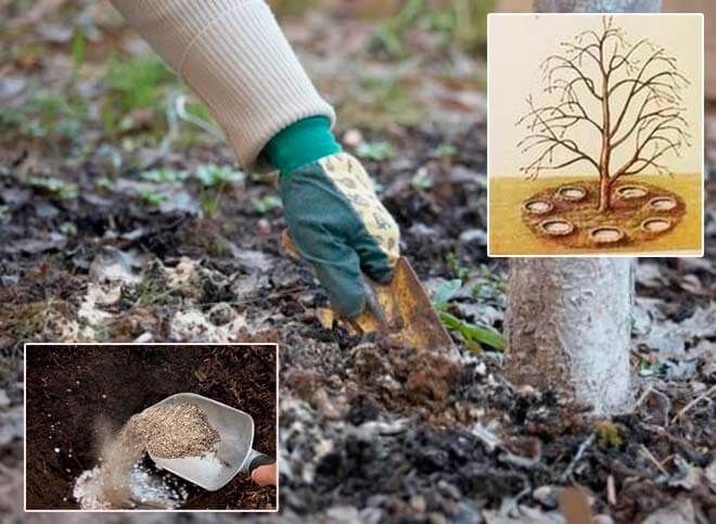 Fertilizing the garden correctly: how to feed an apple tree in July for a good harvest
