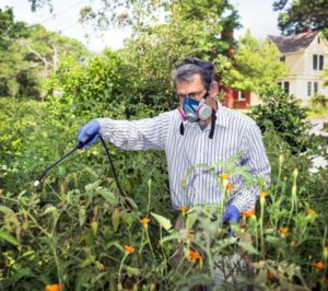 Instructions for processing raspberries in the summer from diseases and pests