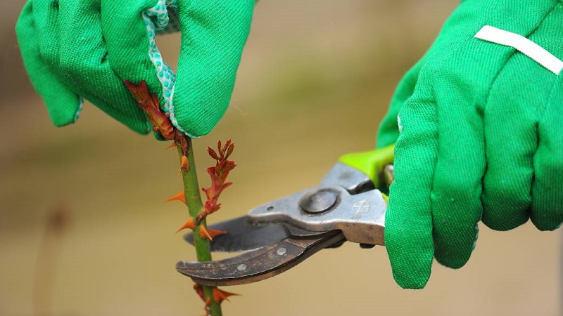 How to properly cut roses in summer in July: step by step instructions