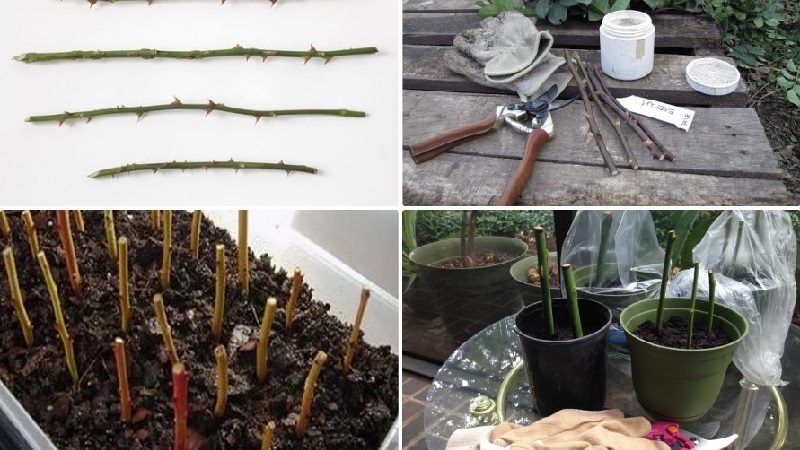 How to properly cut roses in summer in July: step by step instructions