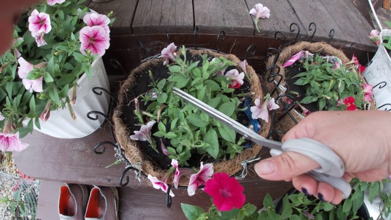 Growing ampelous petunias and care: pinching for a gorgeous lush flowering