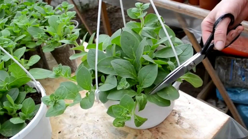 Growing ampelous petunias and care: pinching for a gorgeous lush flowering