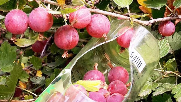 When gooseberries ripen in the Moscow region and how to determine the ripeness of berries