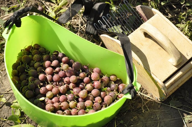 When gooseberries ripen in the Moscow region and how to determine the ripeness of berries