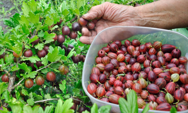 When gooseberries ripen in the Moscow region and how to determine the ripeness of berries
