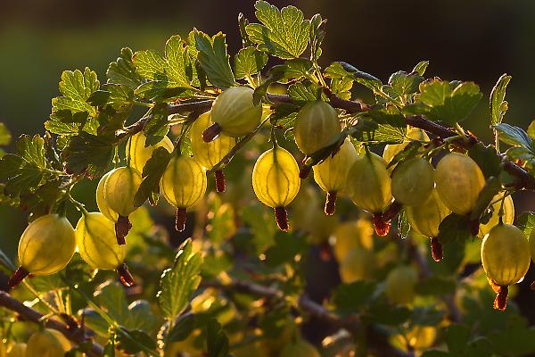 When gooseberries ripen in the Moscow region and how to determine the ripeness of berries