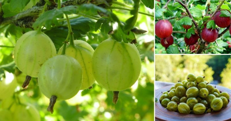 When gooseberries ripen in the Moscow region and how to determine the ripeness of berries