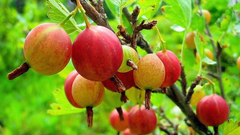 When gooseberries ripen in the Moscow region and how to determine the ripeness of berries