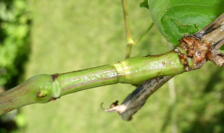 Is it possible to accelerate the ripening of grapes in August and how to do it