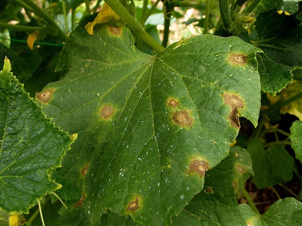 Why do brown spots appear on cucumber leaves and what to do to get rid of them