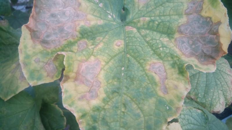 Why do brown spots appear on cucumber leaves and what to do to get rid of them